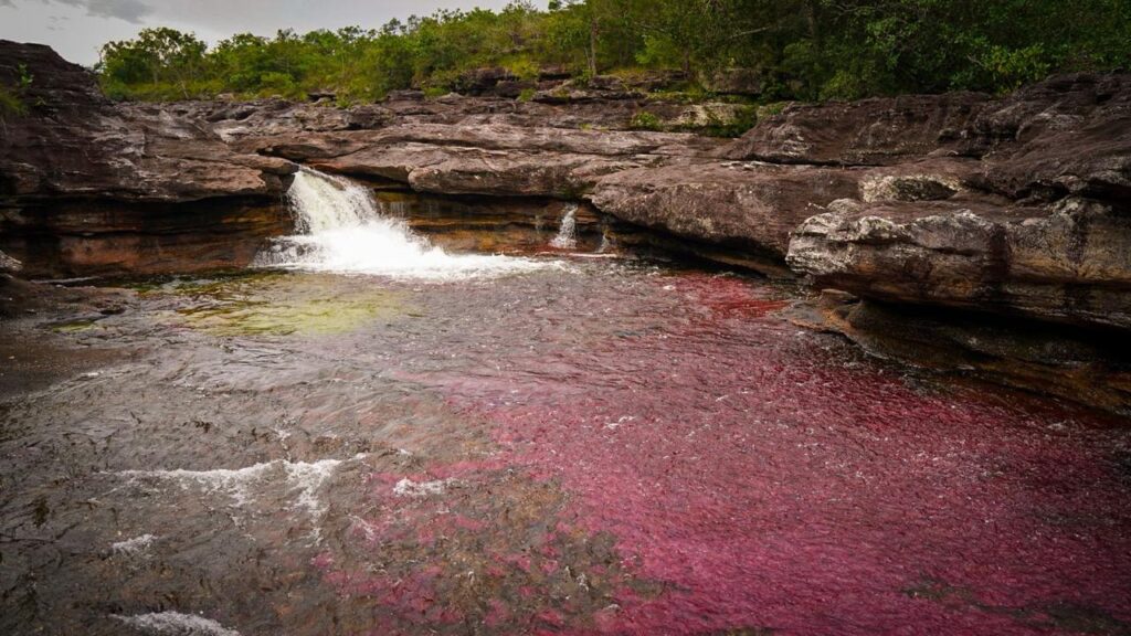 Caño cristales con diversidad de colores en su interior